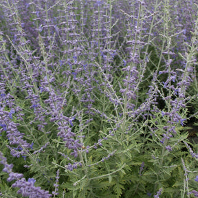 Sauges - Perovskia atriplicifolia Blue spire - Perovskia atriplicifolia blue spire