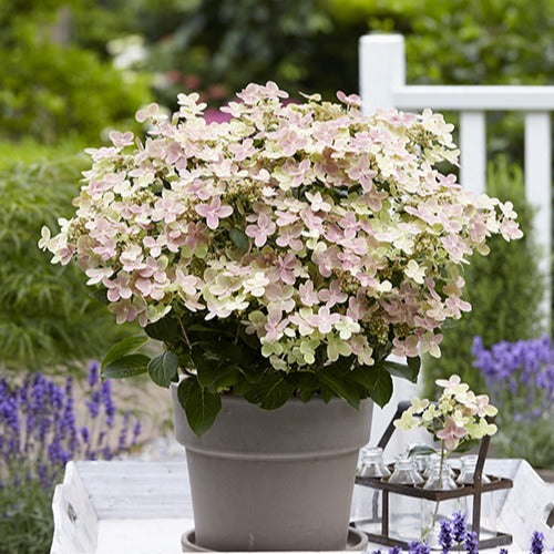 Hortensia paniculé Polestar - Willemse