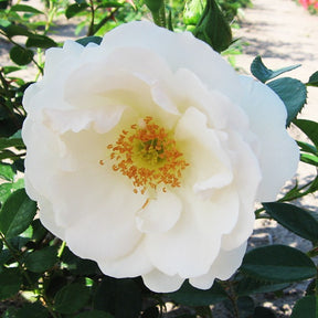 Rosier grimpant Hella - Rosa Hella - Willemse