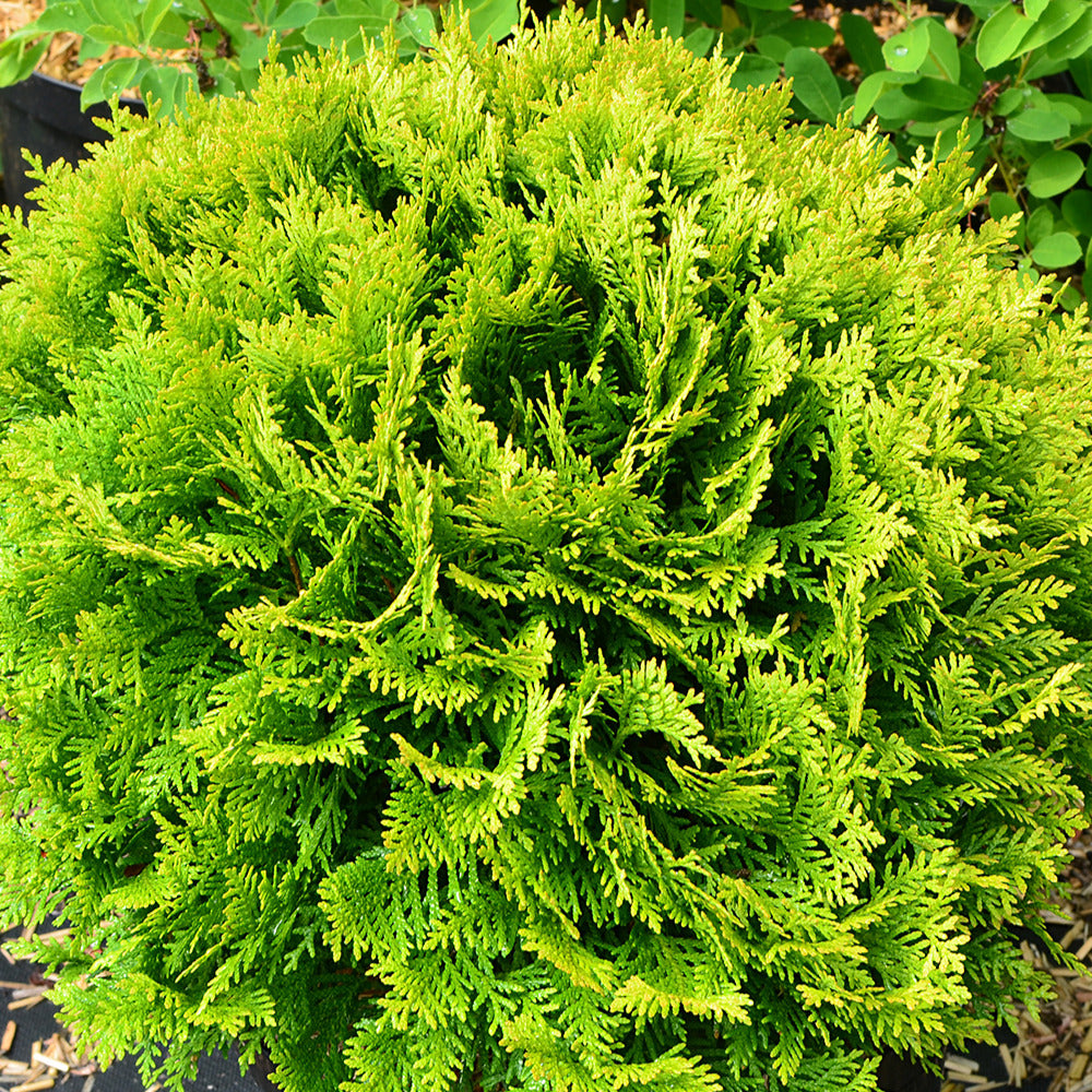 Thuya du Canada Mirjam - Thuja occidentalis Mirjam - Willemse