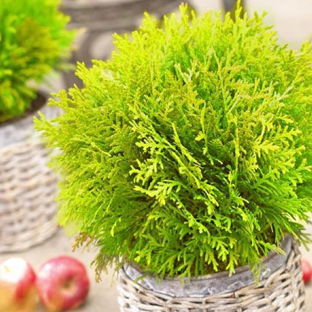 Thuja occidentalis Mirjam - Thuya du Canada Mirjam - Arbustes de haie