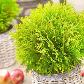 Thuja occidentalis Mirjam - Thuya du Canada Mirjam - Arbustes de haie