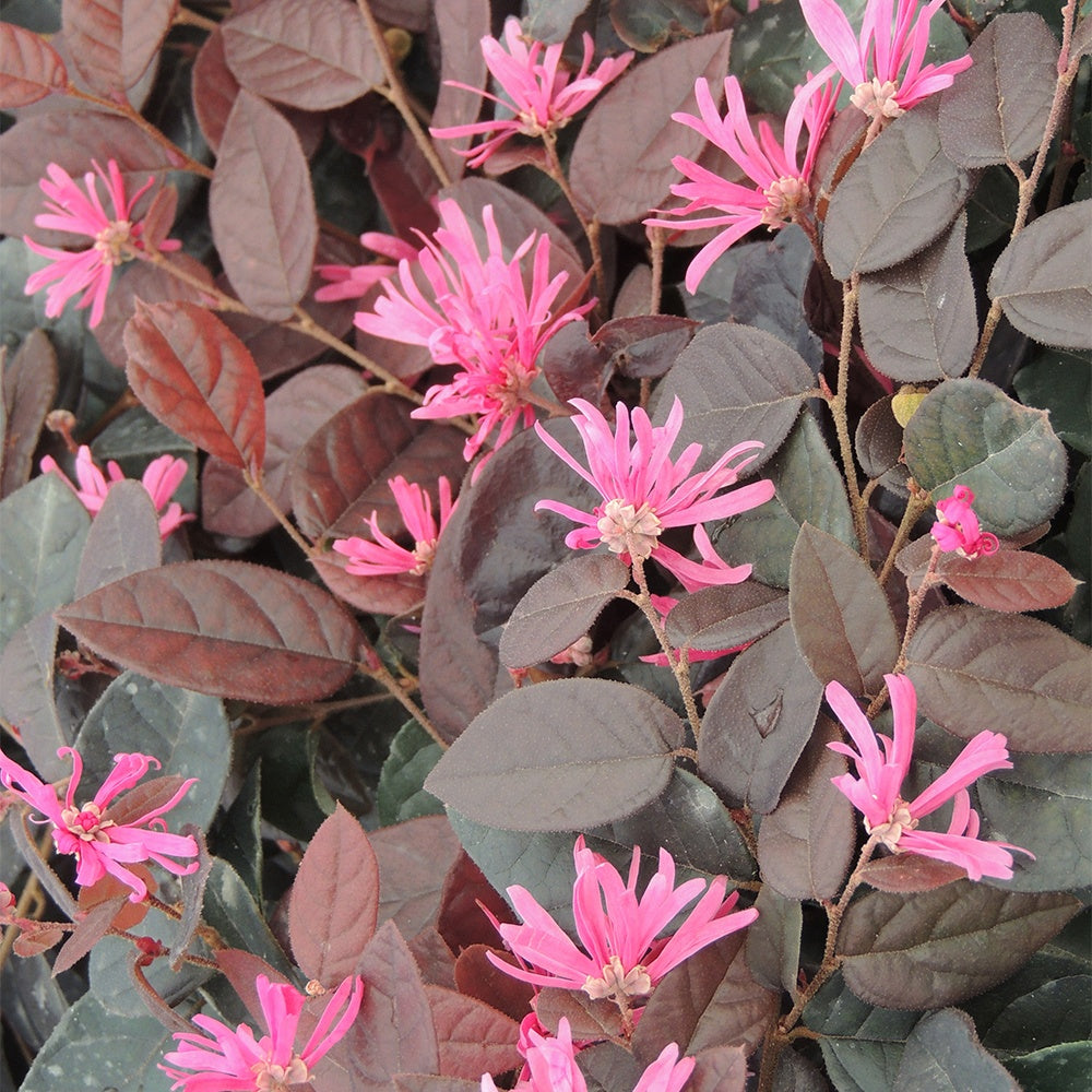 Loropétale de Chine Fire Dance - Loropetalum chinense Fire Dance - Willemse