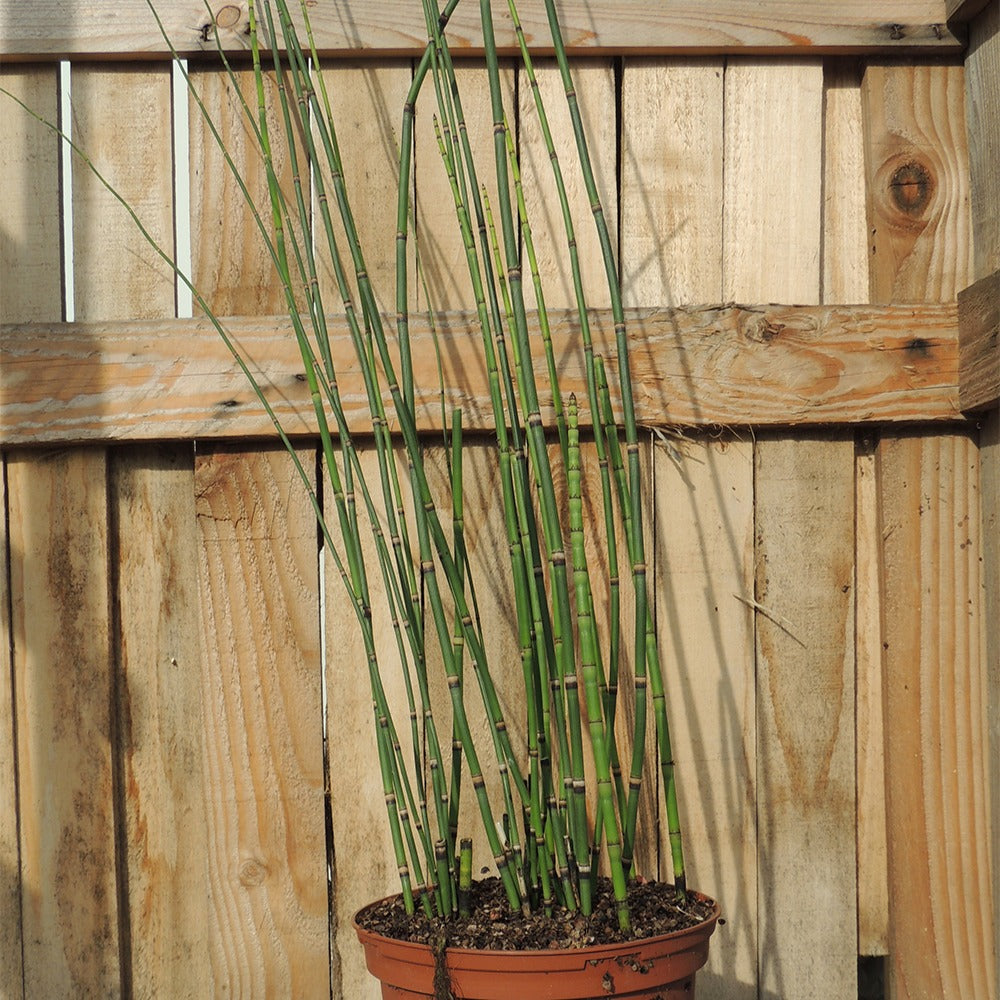 Equisetum japonicum - Prêle japonaise - Plantes de berges