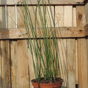 Equisetum japonicum - Prêle japonaise - Plantes de berges