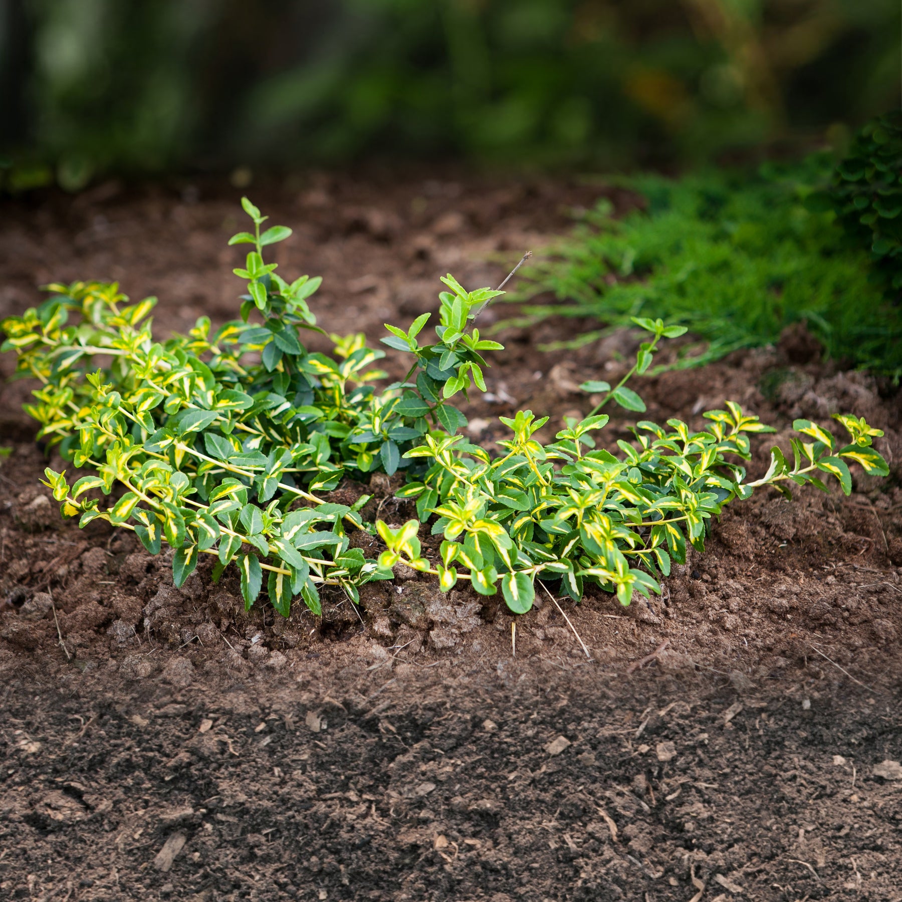 Fusain persistant Sunspot - Euonymus fortunei sunspot - Willemse