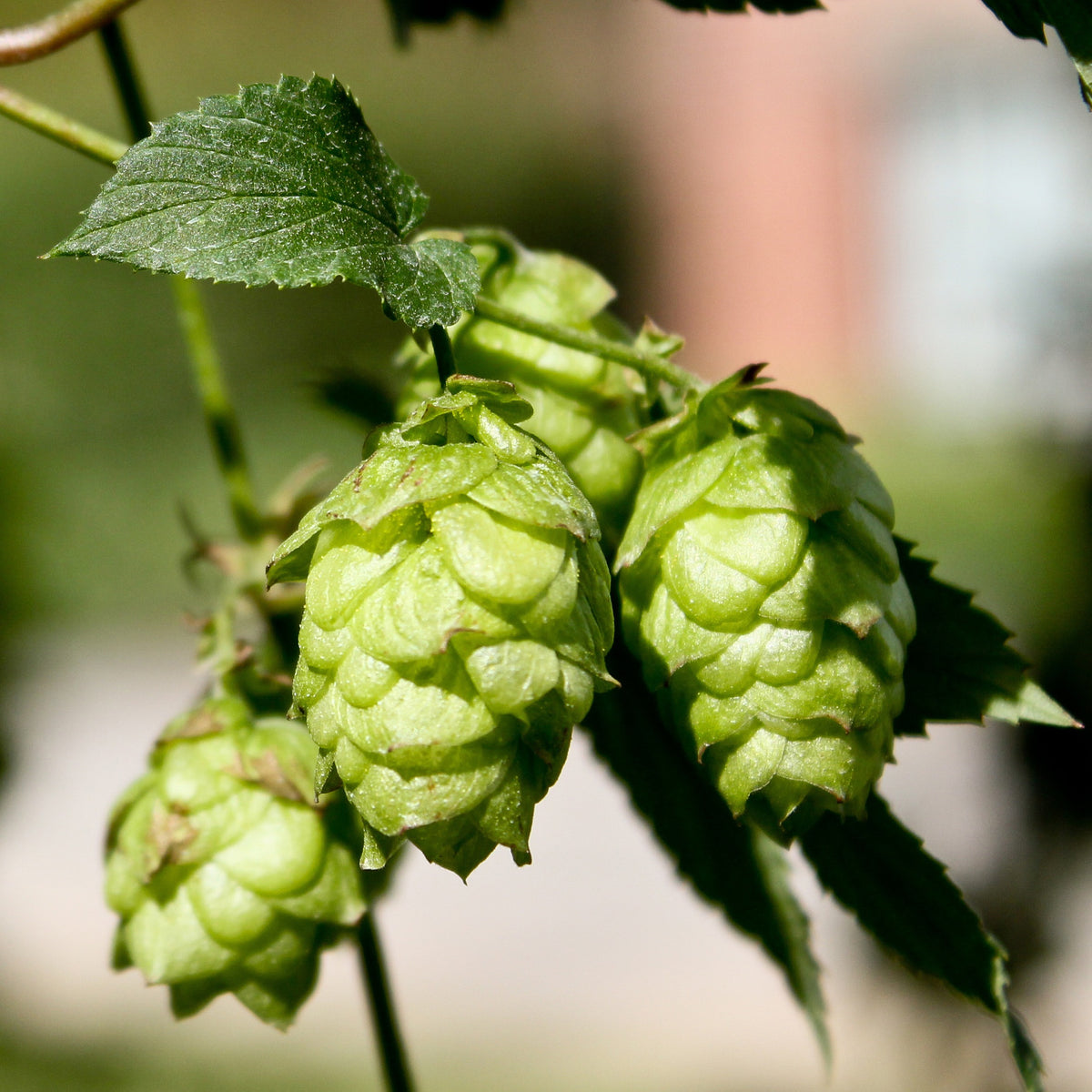 Houblon Magnum - Willemse