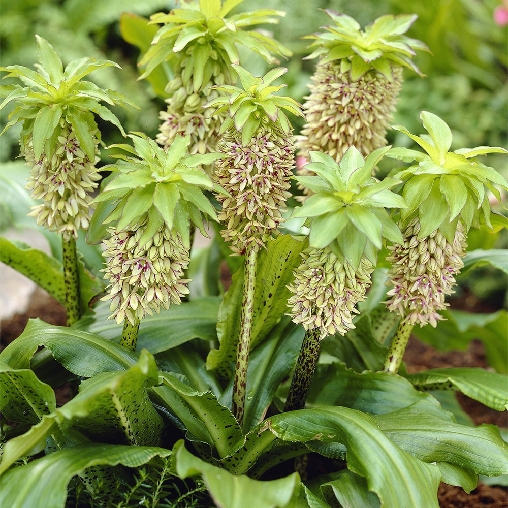 3 Fleurs ananas bicolore - Eucomis bicolor - Willemse