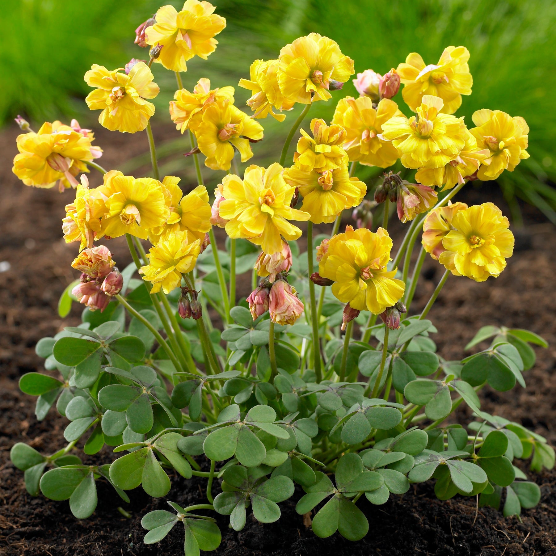 5 Oxalis Double Trouble - Willemse