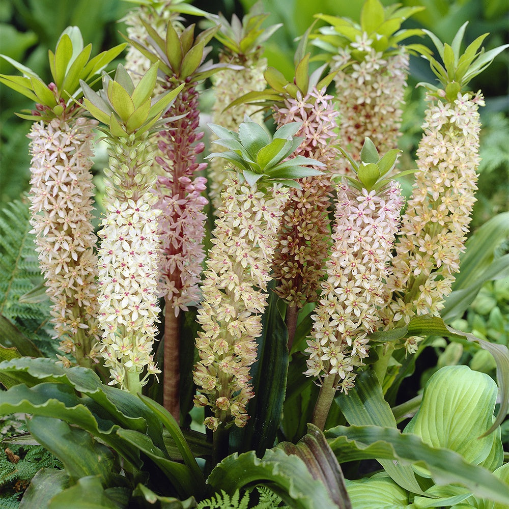 3 Fleurs ananas - Willemse