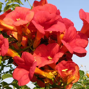 Vente Bignone Madame Galen - Campsis radicans x tagliabuana Madame Galen