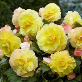 5 Bégonias doubles jaunes - Willemse