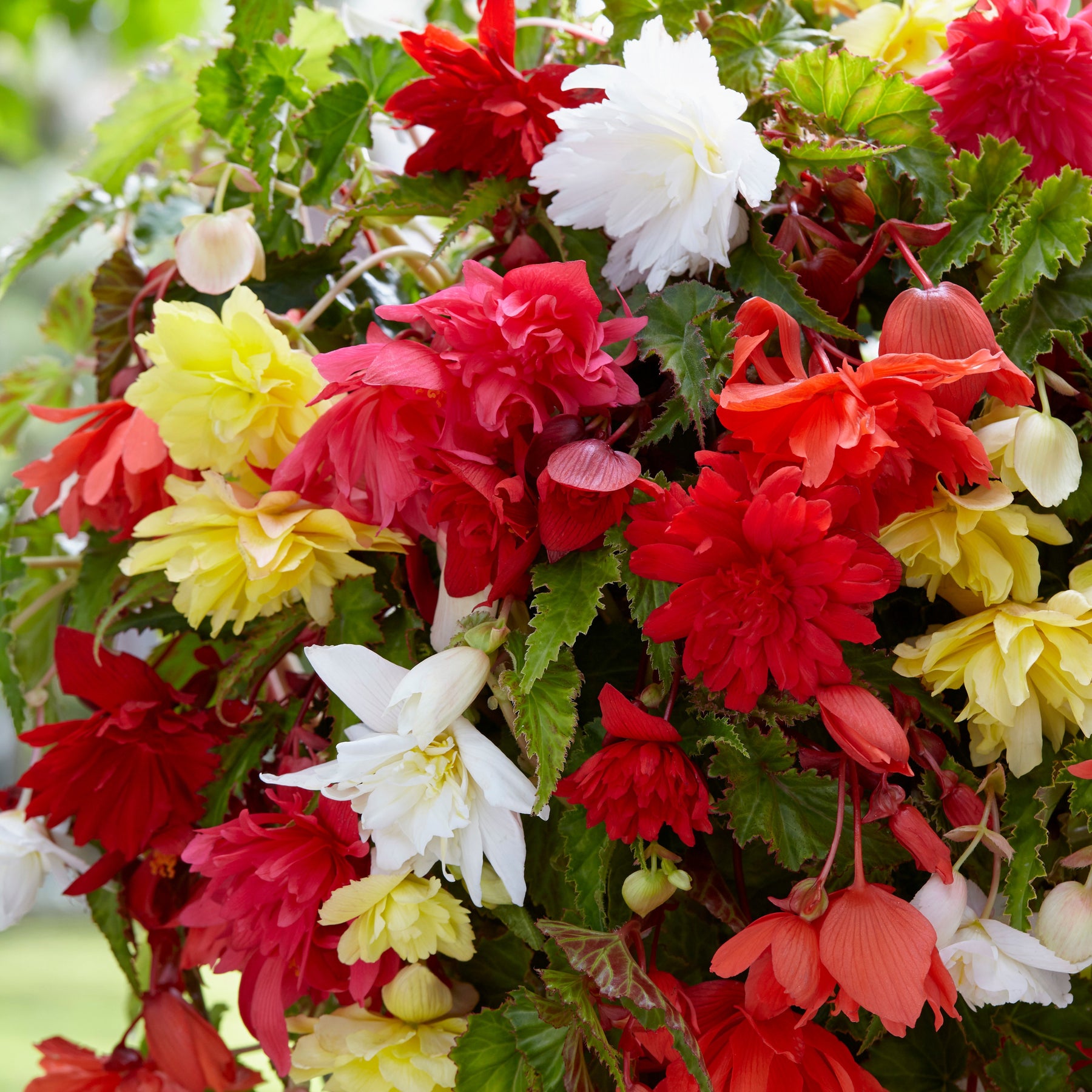 Bégonias pendula simples en mélange - Willemse