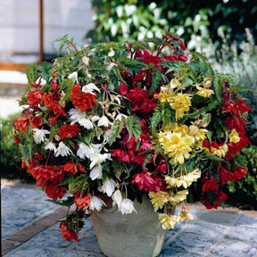 Bégonia - Bégonias pendula simples en mélange - Begonia pendula