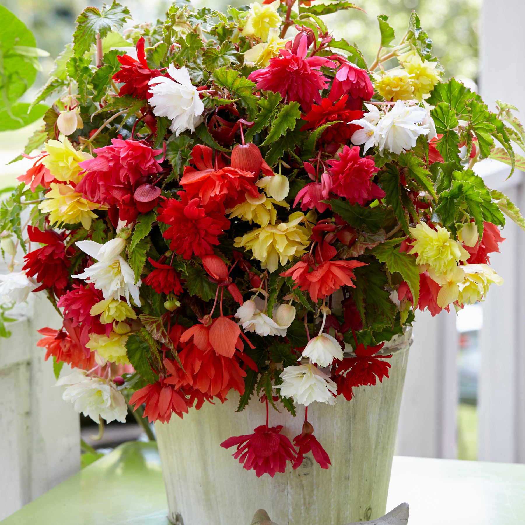 Vente Bégonias pendula simples en mélange - Begonia pendula