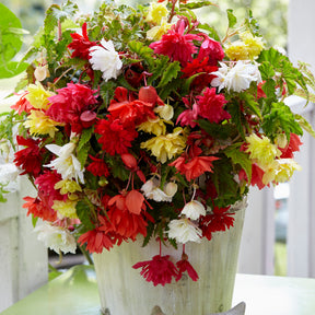 Vente Bégonias pendula simples en mélange - Begonia pendula