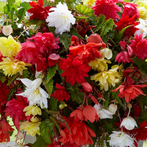Bégonias pendula simples en mélange - Begonia pendula - Willemse