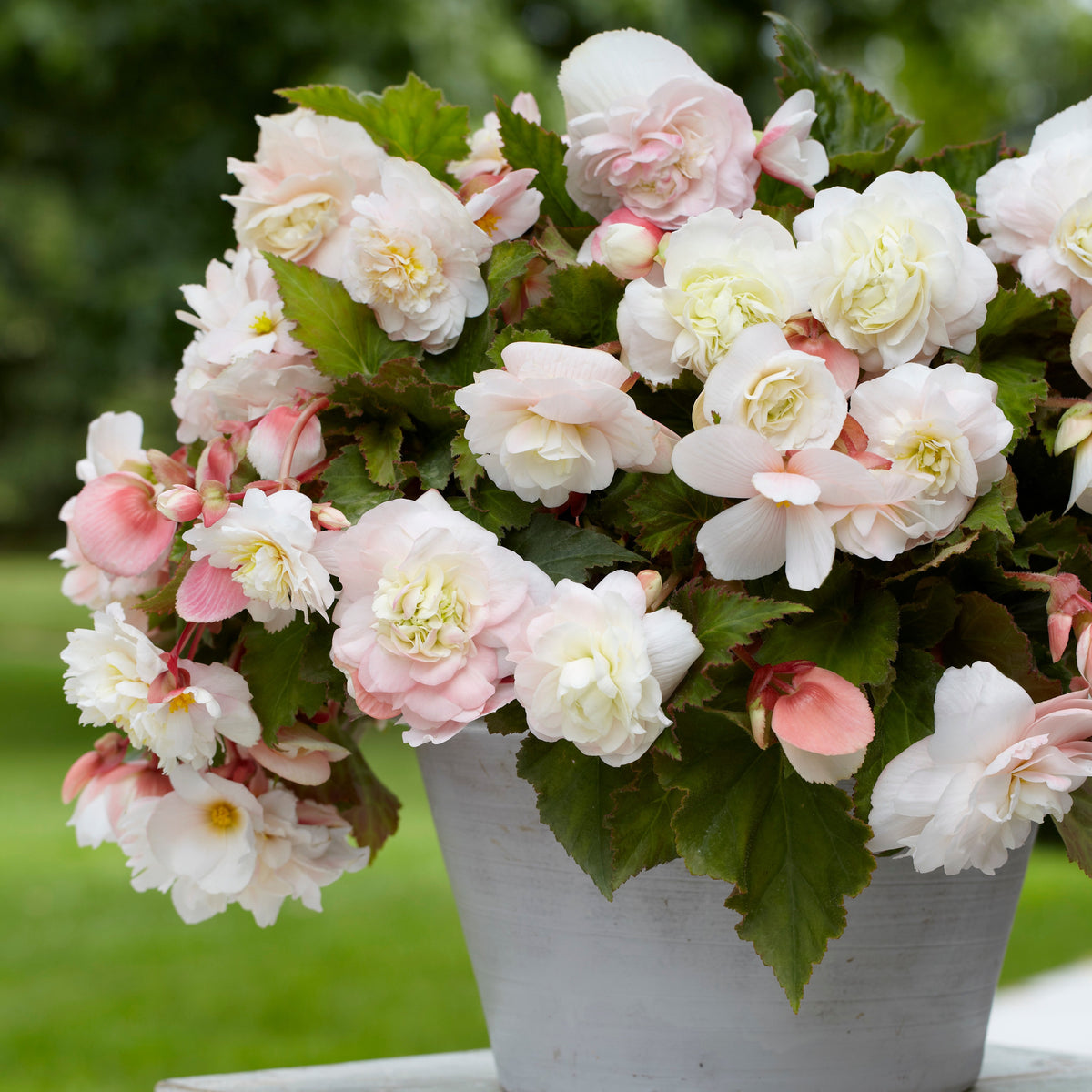 5 Bégonias parfumés Angélique - Willemse