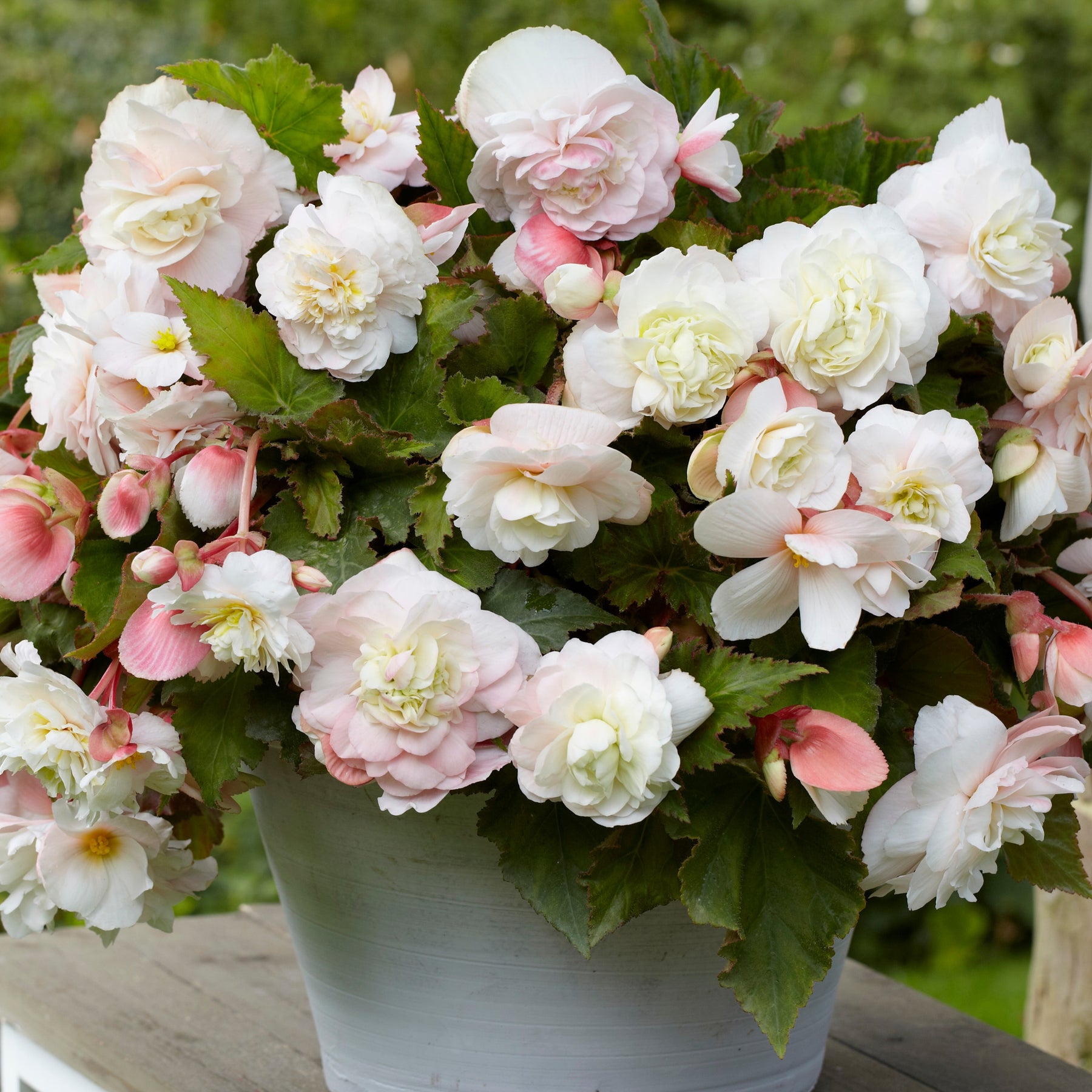 Begonia odorata angélique - 5 Bégonias parfumés Angélique - Bégonia