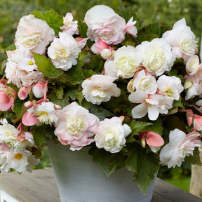Begonia odorata angélique - 5 Bégonias parfumés Angélique - Bégonia