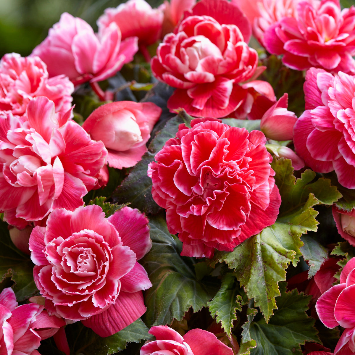 5 Bégonias à fleurs de Camélia - Willemse