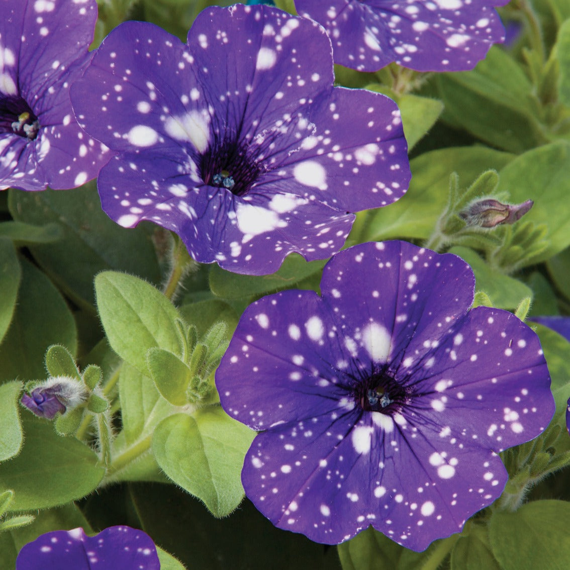 Pétunias - 3 Pétunias mouchetés Nuit étoilée - Petunia Nightsky