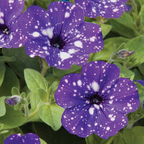 Pétunias - 3 Pétunias mouchetés Nuit étoilée - Petunia Nightsky