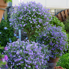 Vente Arbre aux gentianes