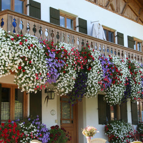 3 Pétunias des Alpes en mélange - Petunia Alpe tunia® mix - Willemse