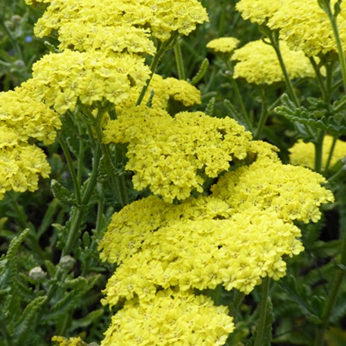 Achillée Taygetea - Willemse