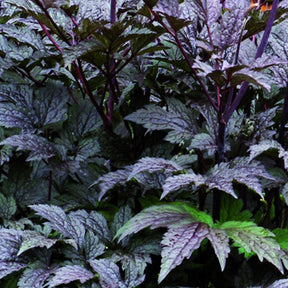 Cierge d'argent Black Negligée - Actaea simplex black negligee - Willemse