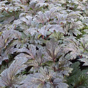 Cierge d'argent Carbonella - Actaea simplex carbonella - Willemse