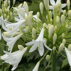 Agapanthe Headbourne White - Willemse