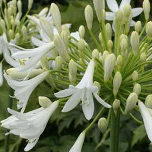 Agapanthe Headbourne White - Willemse