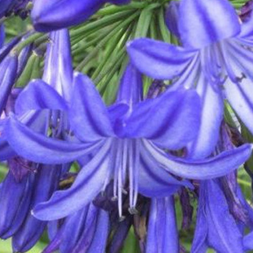 Agapanthe Northern Star - Willemse