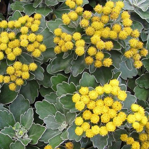 Chrysanthème du Pacifique Bengo Gold - Willemse