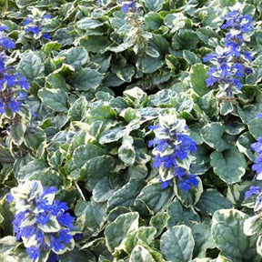 Bugle rampante Variegata - Willemse