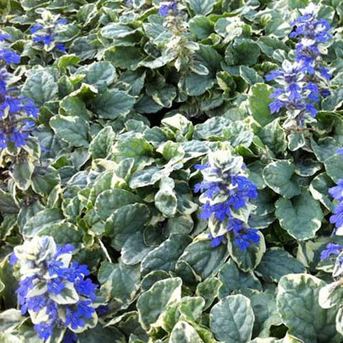 Bugle rampante Variegata - Willemse