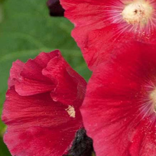 Rose trémière Mars Magic - Willemse