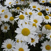 Camomille des Carpates Karpatenschnee - Willemse
