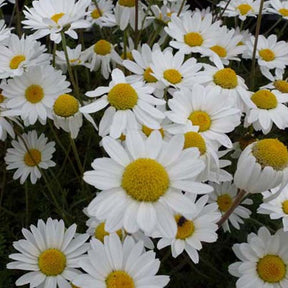 Camomille des Carpates Karpatenschnee - Willemse