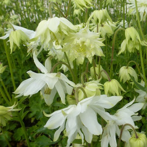 Ancolie des jardins White Barlow - Willemse