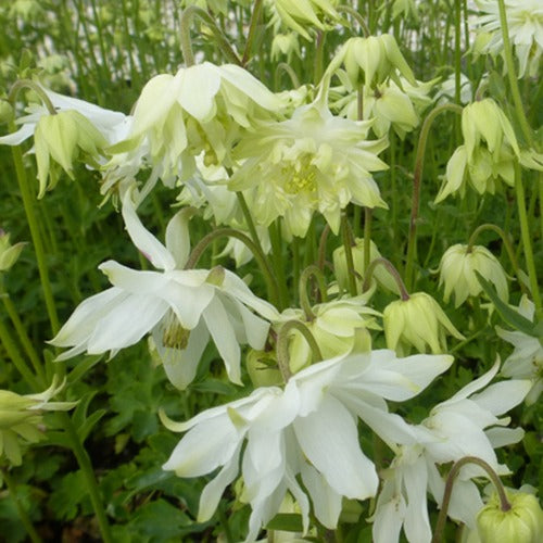 Ancolie des jardins White Barlow - Willemse