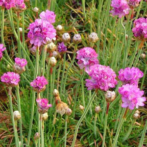 3 Gazons d'Espagne Splendens Perfecta - Willemse