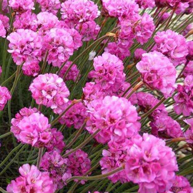Gazon d'Espagne Rubrifolia - Willemse