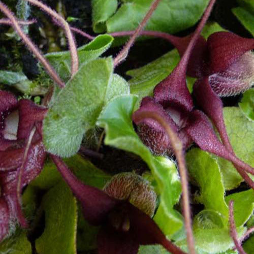 Asarum europaeum - Asaret d'Europe - Vivaces couvre-sol