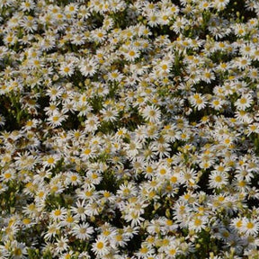 Aster nain d'automne Starshine - Willemse