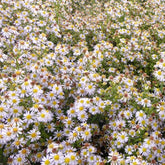Aster éricoïdes Erlkönig - Willemse