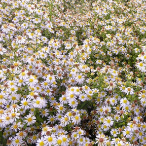 Aster éricoïdes Erlkönig - Willemse