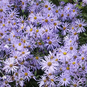 Aster  de Frikart Mönch - Willemse